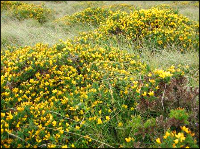 gorse.jpg